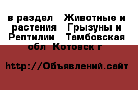  в раздел : Животные и растения » Грызуны и Рептилии . Тамбовская обл.,Котовск г.